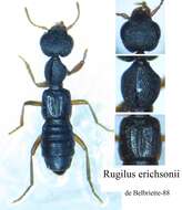 Image of Rugilus (Rugilus) erichsonii (Fauvel 1867)