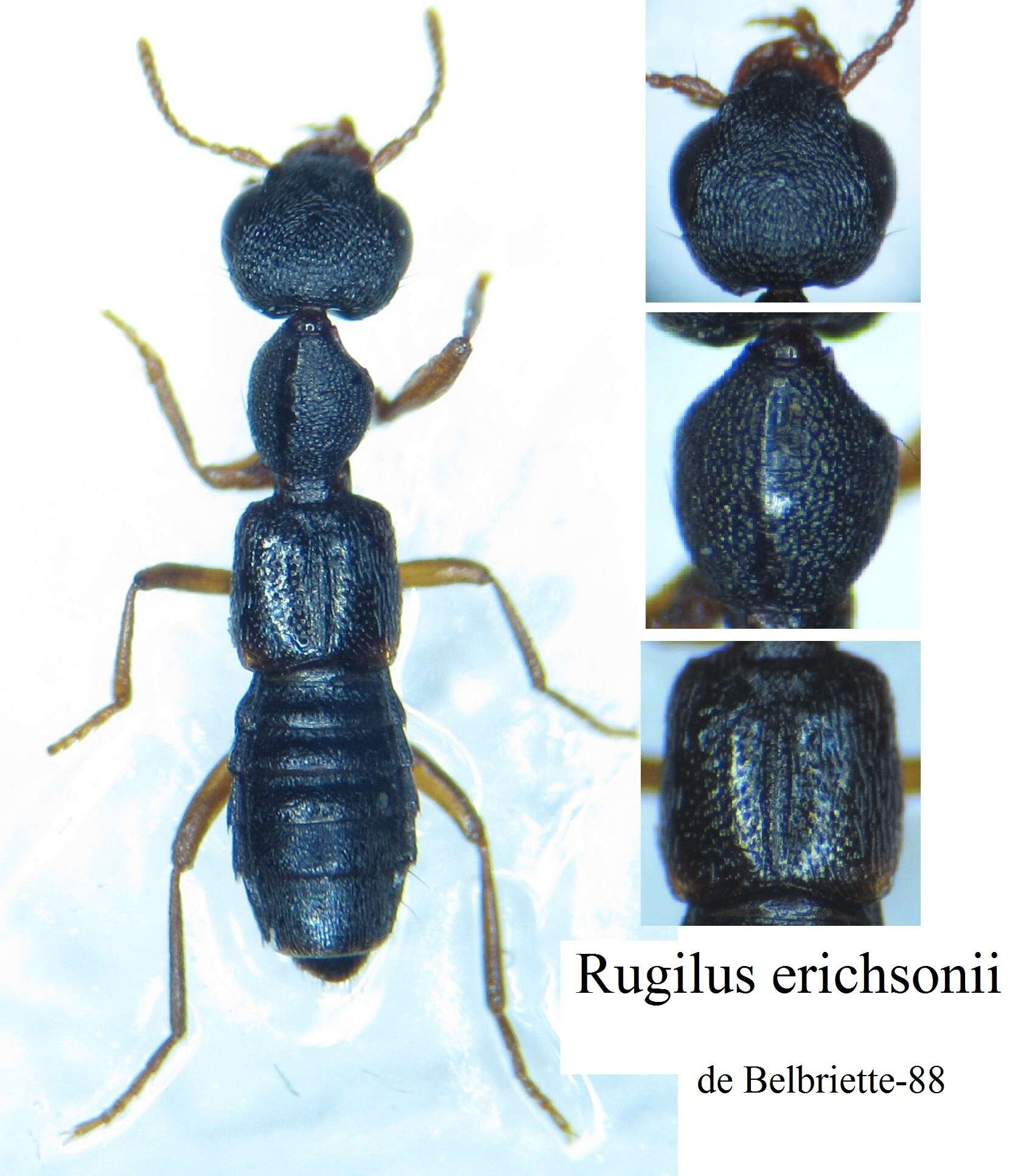 Image of Rugilus (Rugilus) erichsonii (Fauvel 1867)