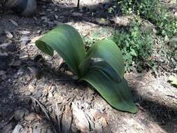 Image of Denseflower rein orchid