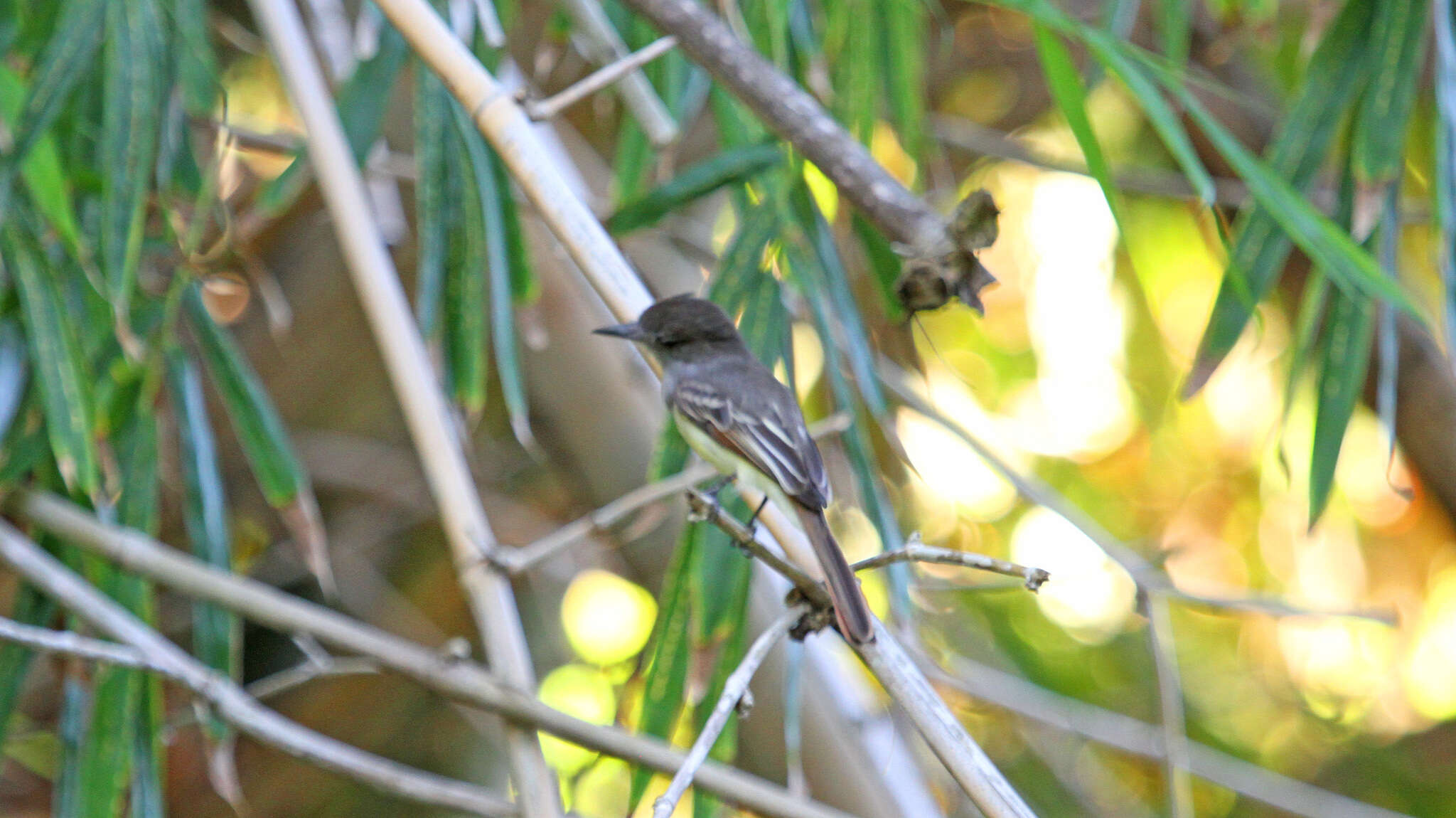 Image of Stolid Flycatcher