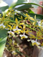 Image of Mr. Stamford’s Epidendrum