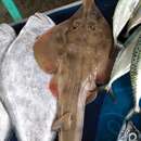 Image of Indonesian shovelnose ray