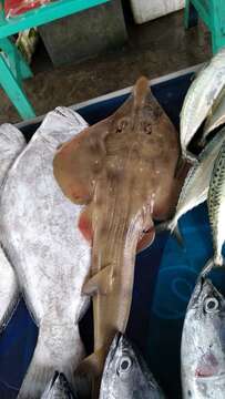 Image of Indonesian shovelnose ray