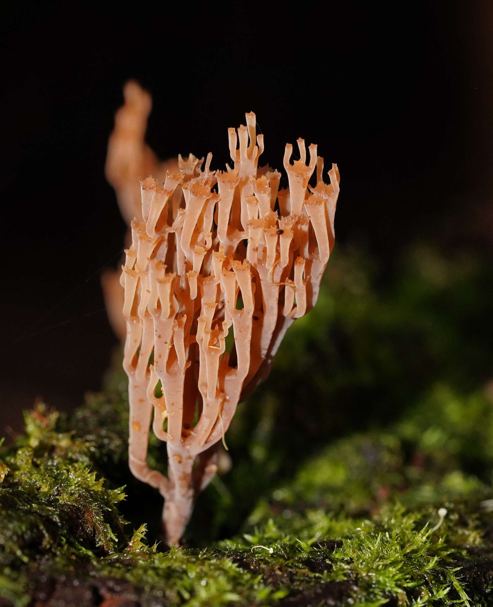 Image of Artomyces austropiperatus Lickey 2003