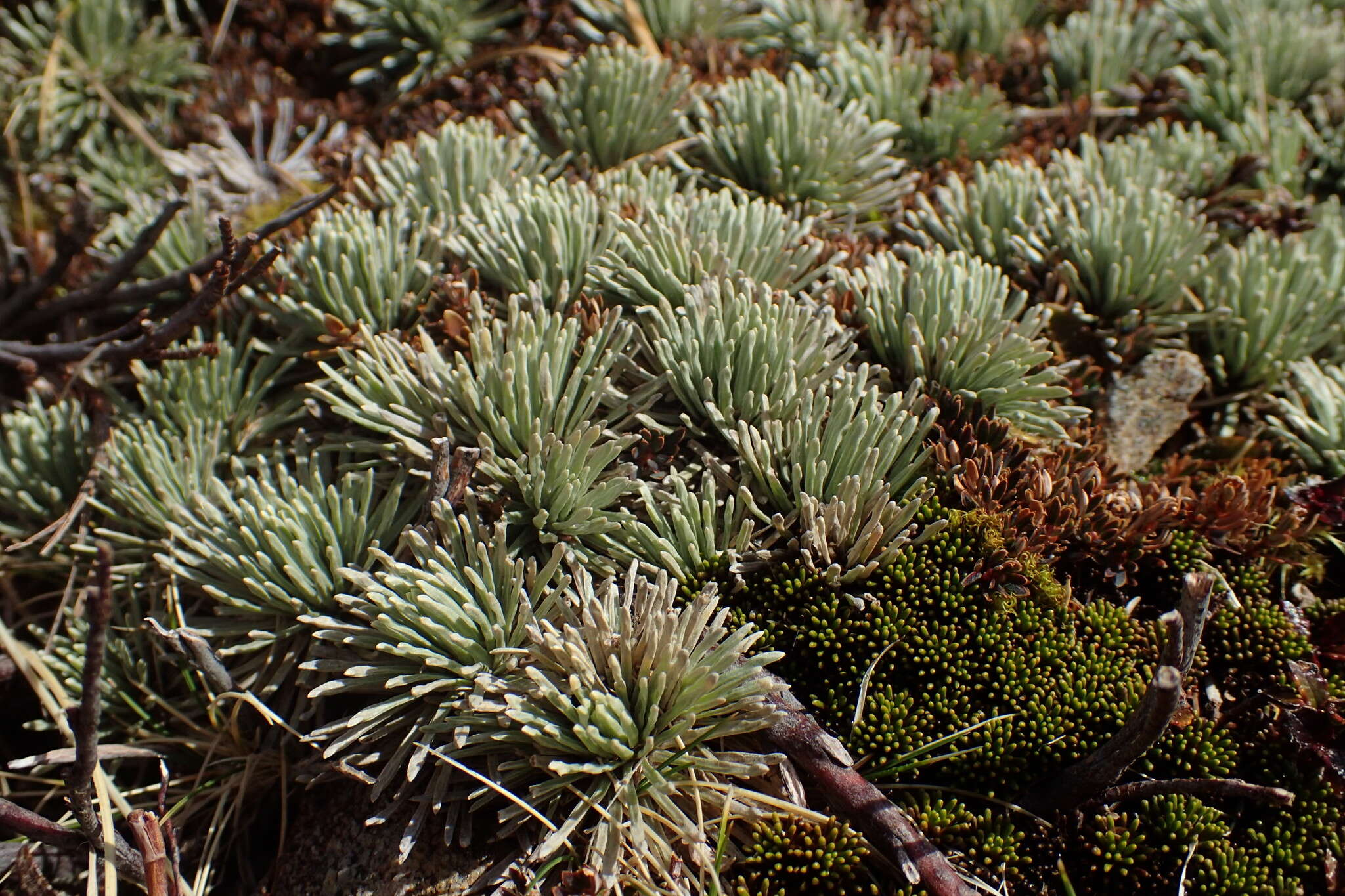 Image of Celmisia sessiliflora Hook. fil.