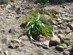 Image de Crinum buphanoides Welw. ex Baker