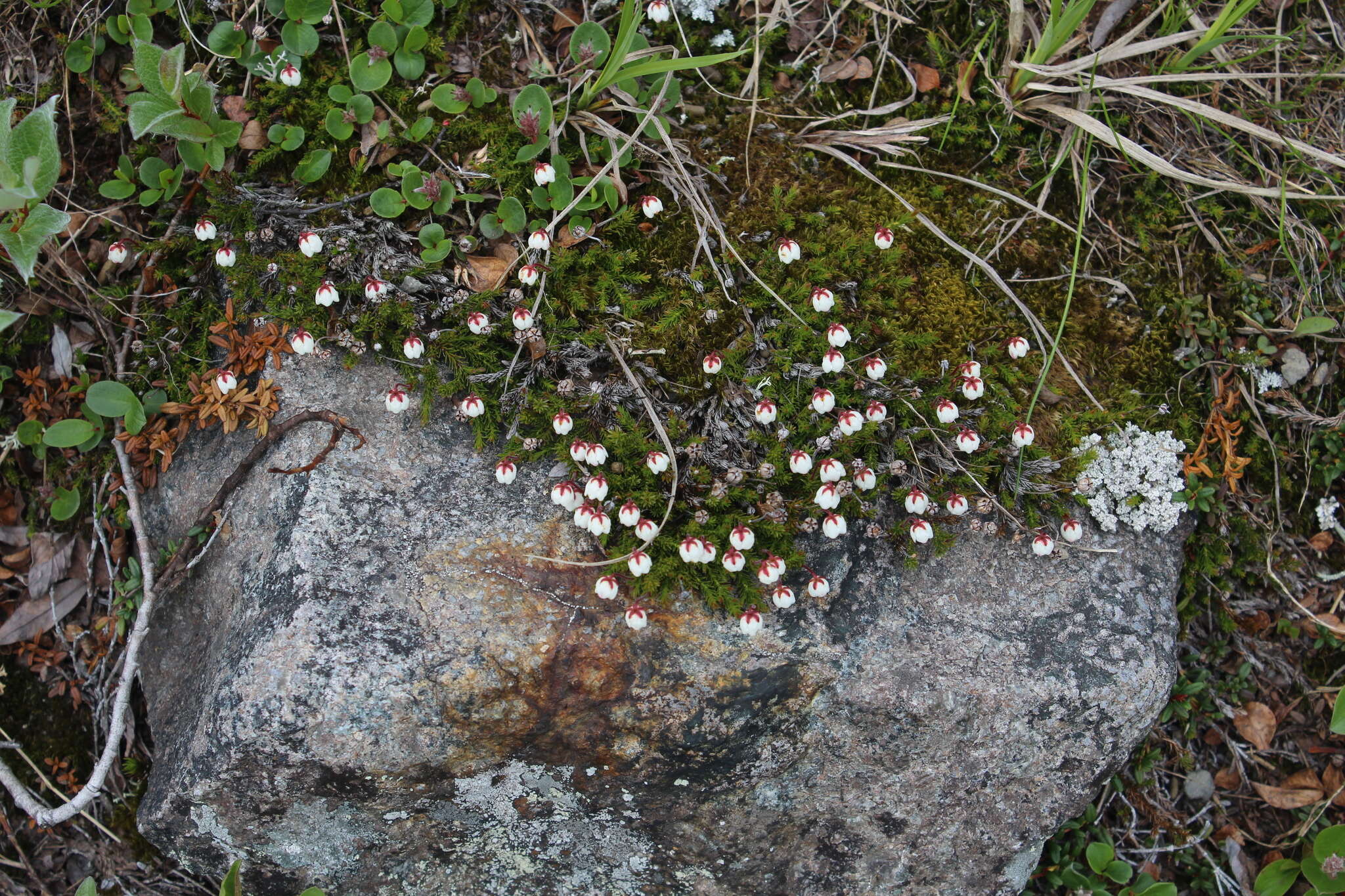 Imagem de Harrimanella hypnoides (L.) Coville