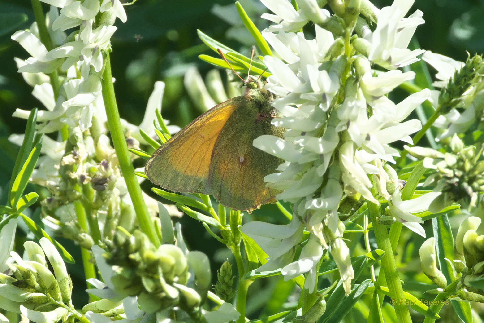 Imagem de Colias canadensis Ferris 1982