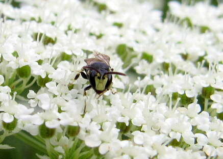 Image of Hylaeus annulatus (Linnaeus 1758)