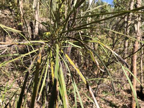 Image of Grevillea parallela Knight