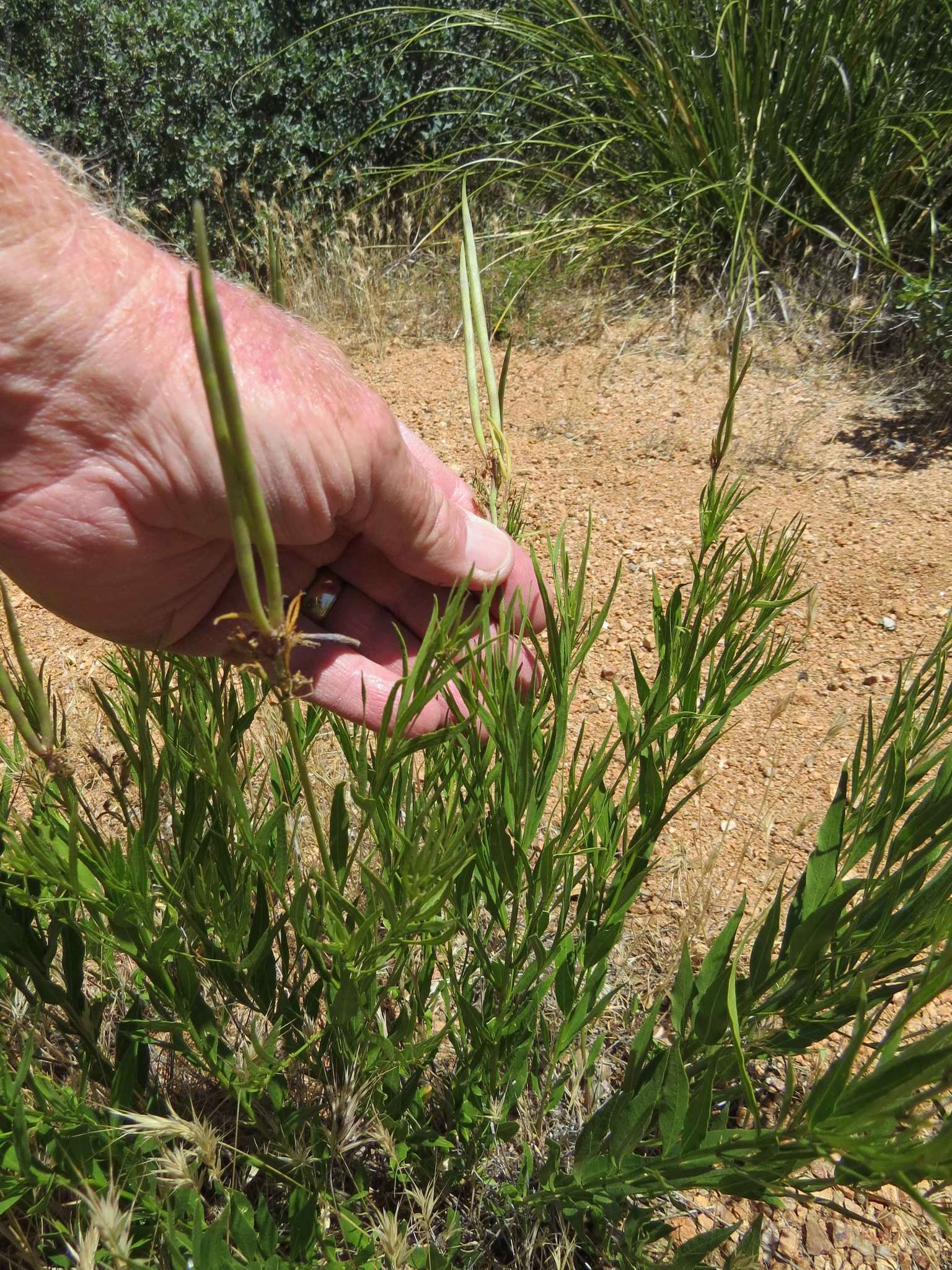 Plancia ëd Amsonia palmeri A. Gray