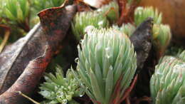 Слика од Petrosedum forsterianum (Sm.) V. Grulich