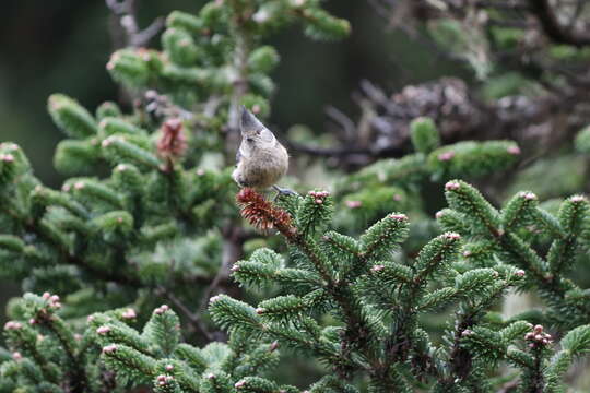 Image of Grey Crested Tit