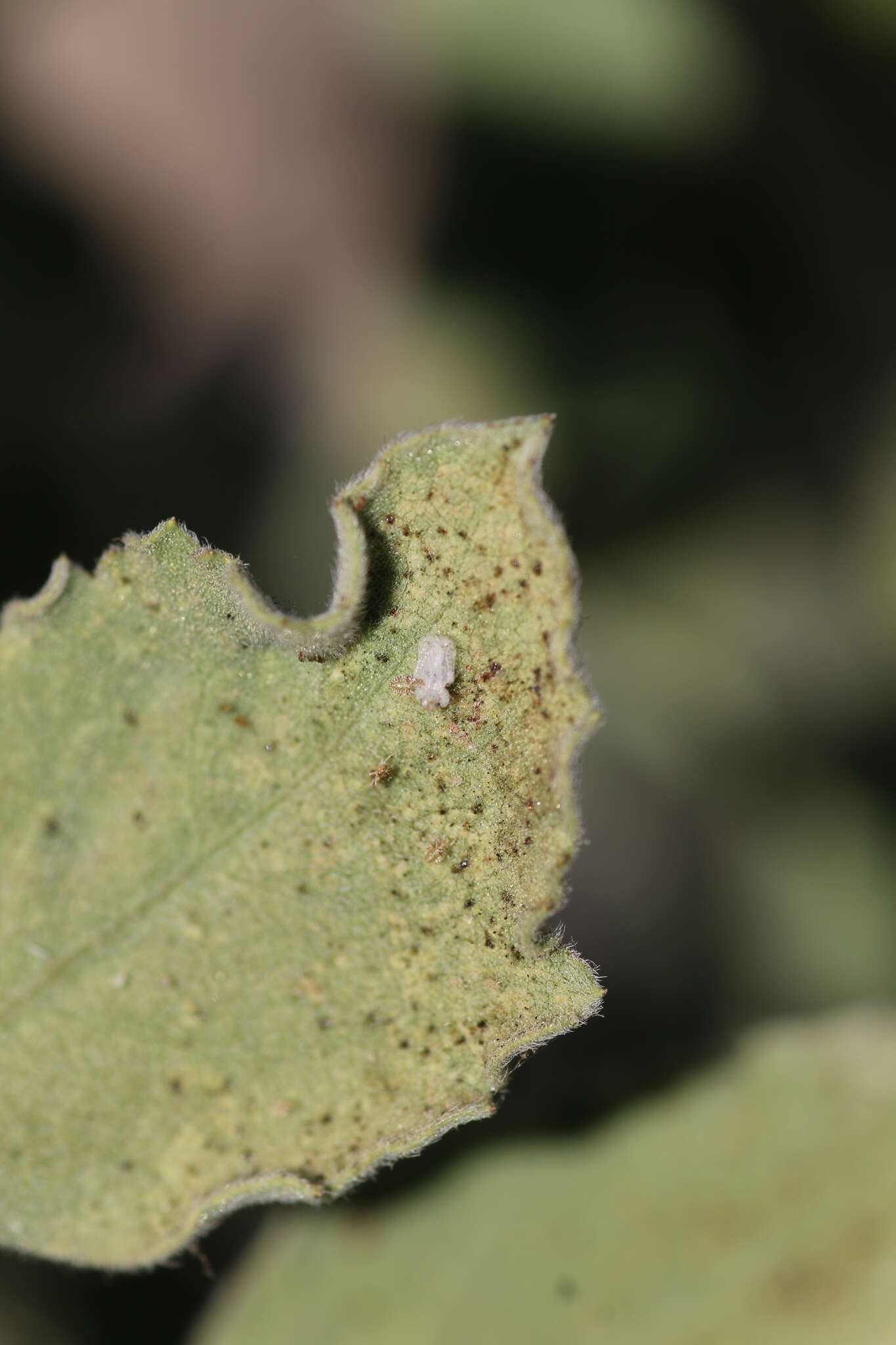 Image of Morrill lace bug