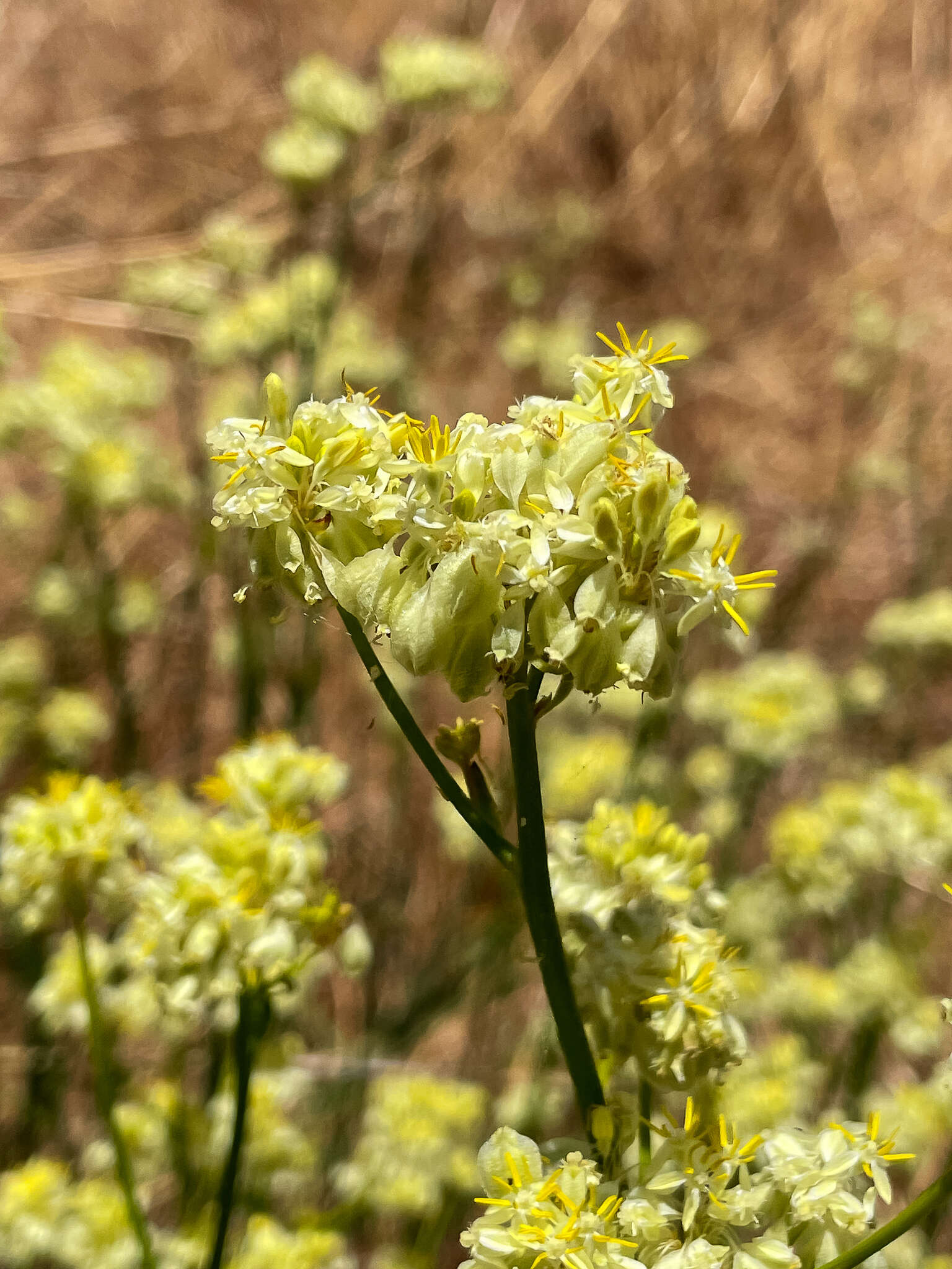 Image of Glischrocaryon flavescens (J. Drumm. ex Hook.) Orchard