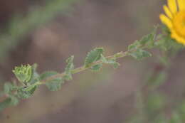 Image of Grindelia inuloides Willd.