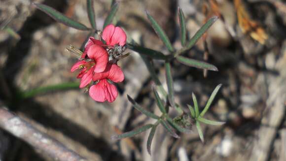 Imagem de Indigofera disticha Eckl. & Zeyh.