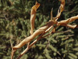 Image of Adenocarpus viscosus (Willd.) Webb & Berthel.