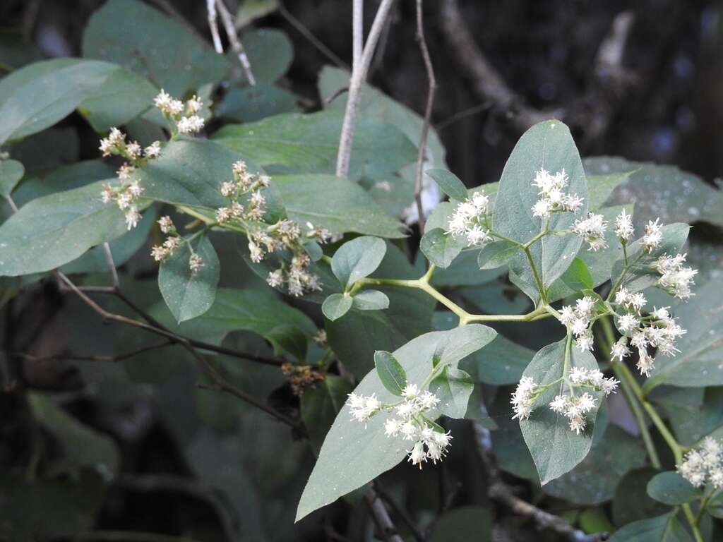 Archibaccharis schiedeana (Benth.) J. D. Jackson resmi