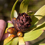 Plancia ëd Leucadendron microcephalum (Gand.) Gand. & Schinz