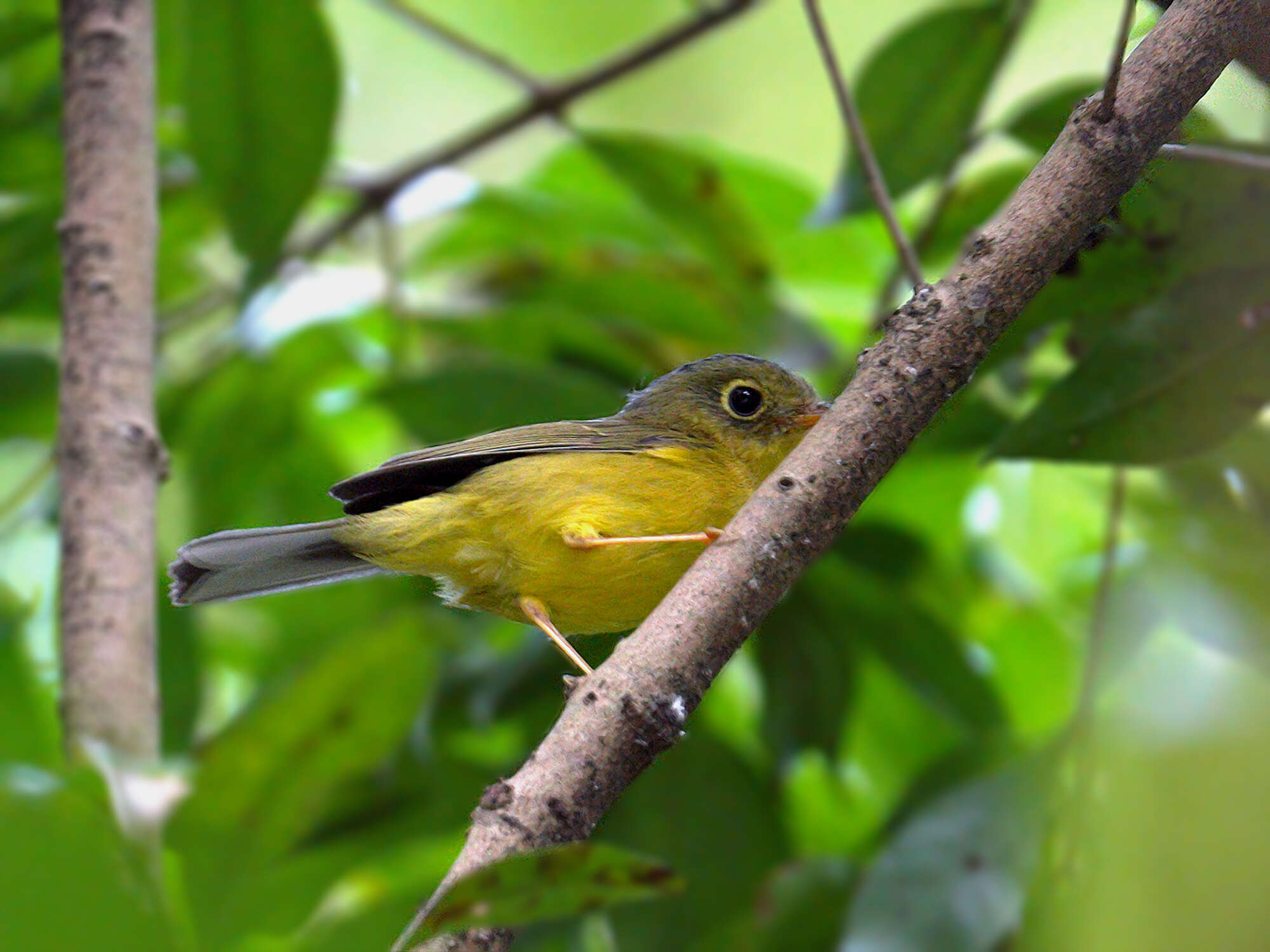 Image of Bianchi's Warbler