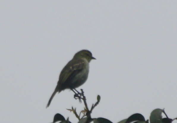 Image of Golden-faced Tyrannulet