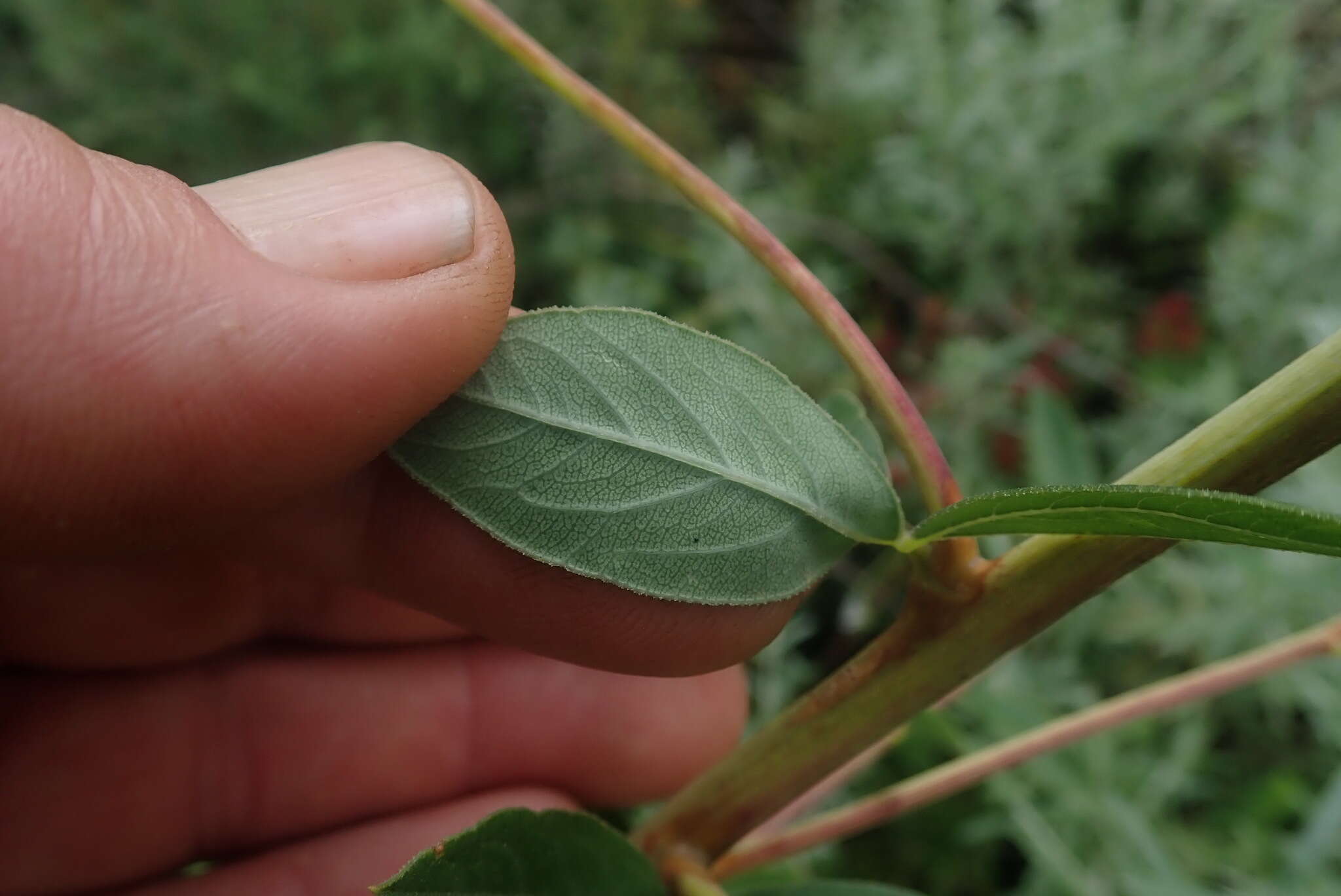 Image de Heteromorpha involucrata Conrath