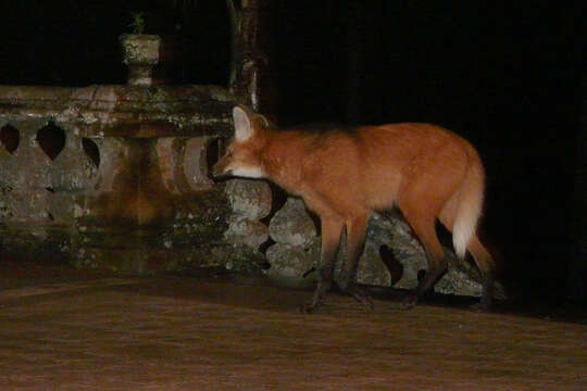 Image of Maned Wolves