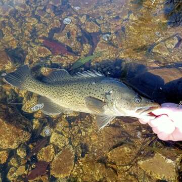 Image of Trout Cod