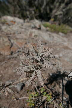 Image of Descurainia millefolia (Jacq.) Webb & Berthel.