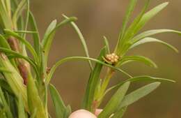 Image of Carpacoce gigantea Puff