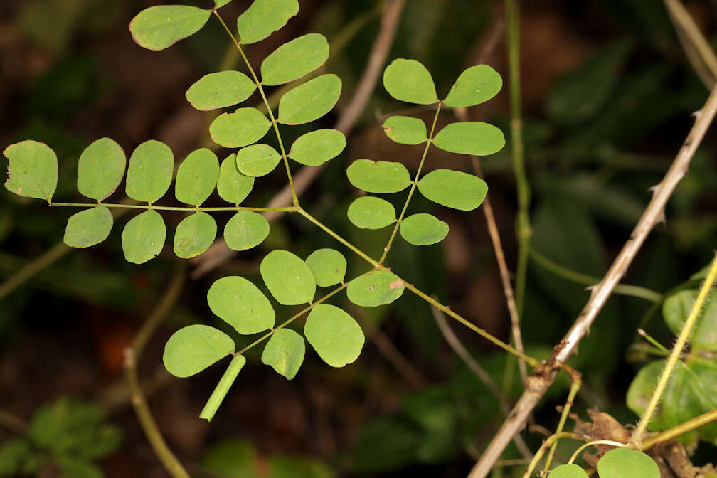 Image of Adenopodia spicata (E. Mey.) C. Presl