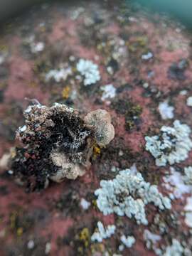 Image of forest speckleback lichen