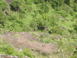 Image of Nilgiritragus Ropiquet & Hassanin 2005