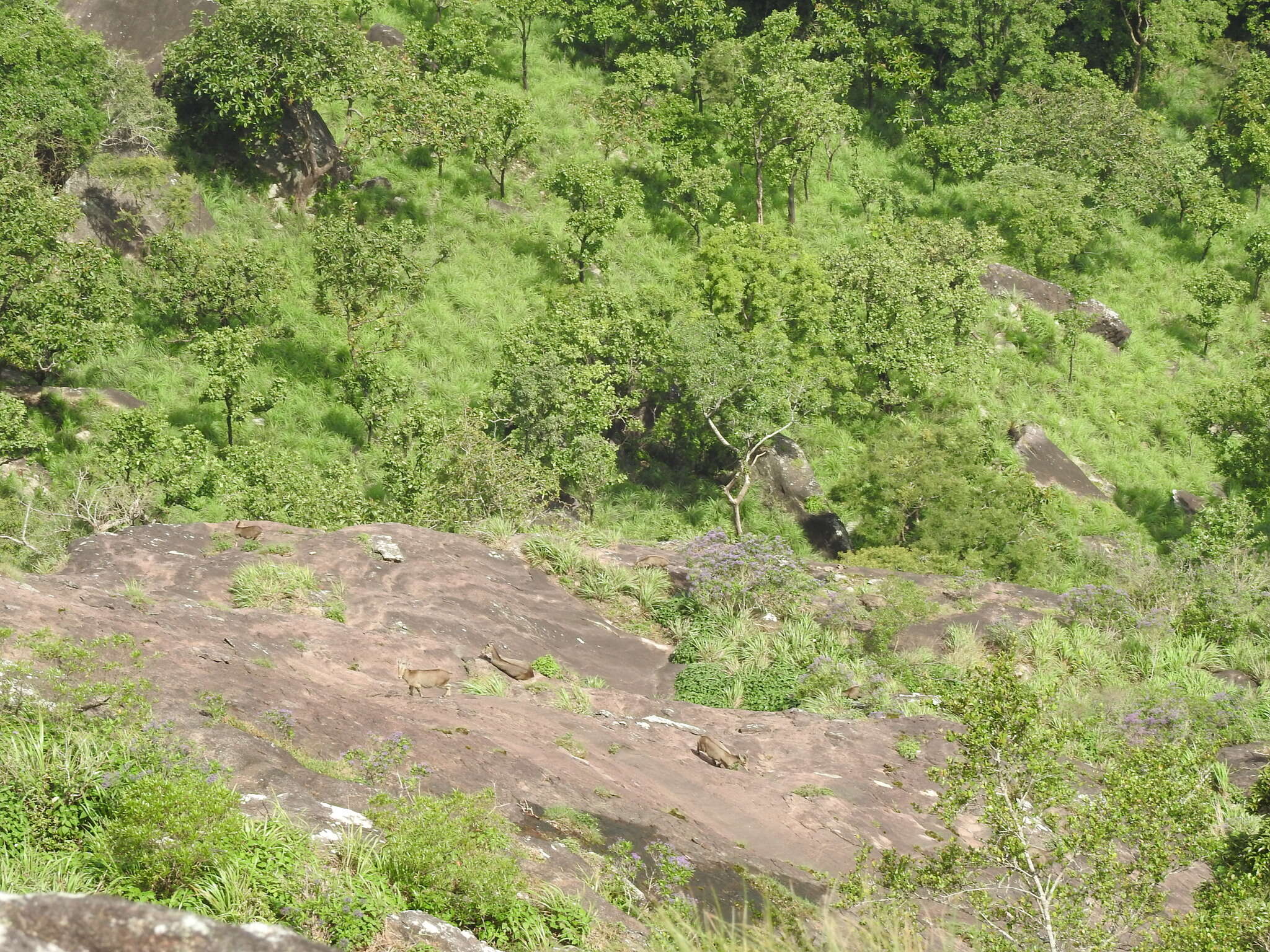 Image of Nilgiritragus Ropiquet & Hassanin 2005