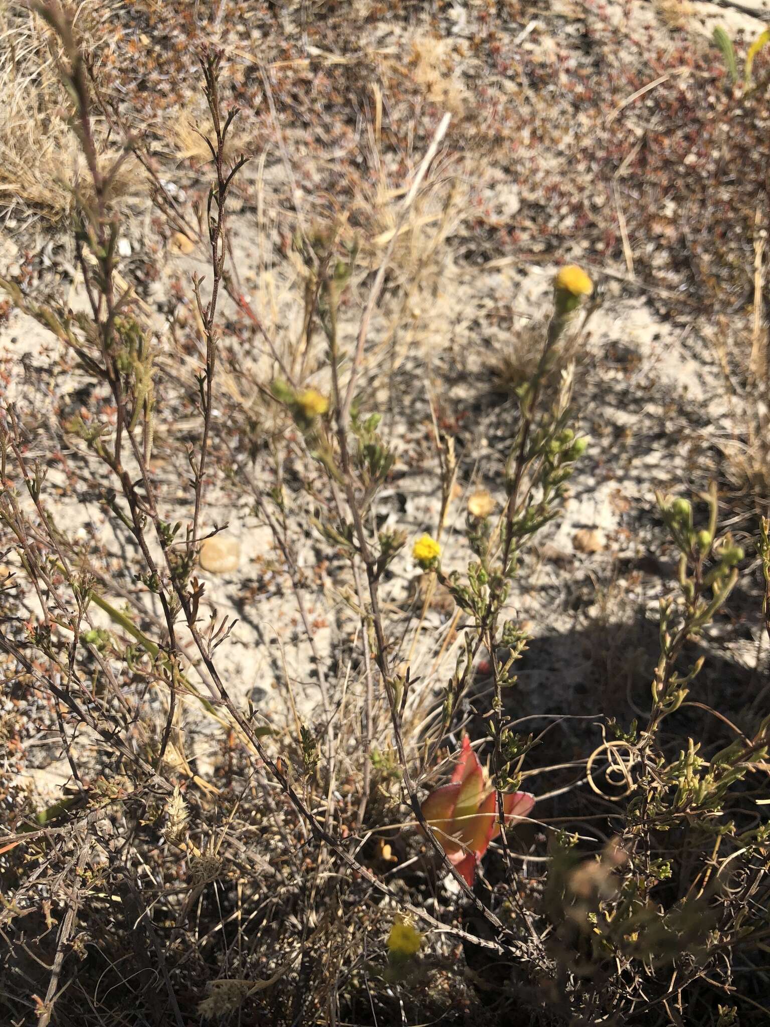 Image of Marasmodes trifida S. Ortiz