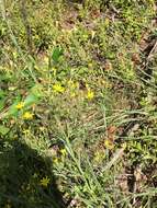 Image of Carolina silkgrass