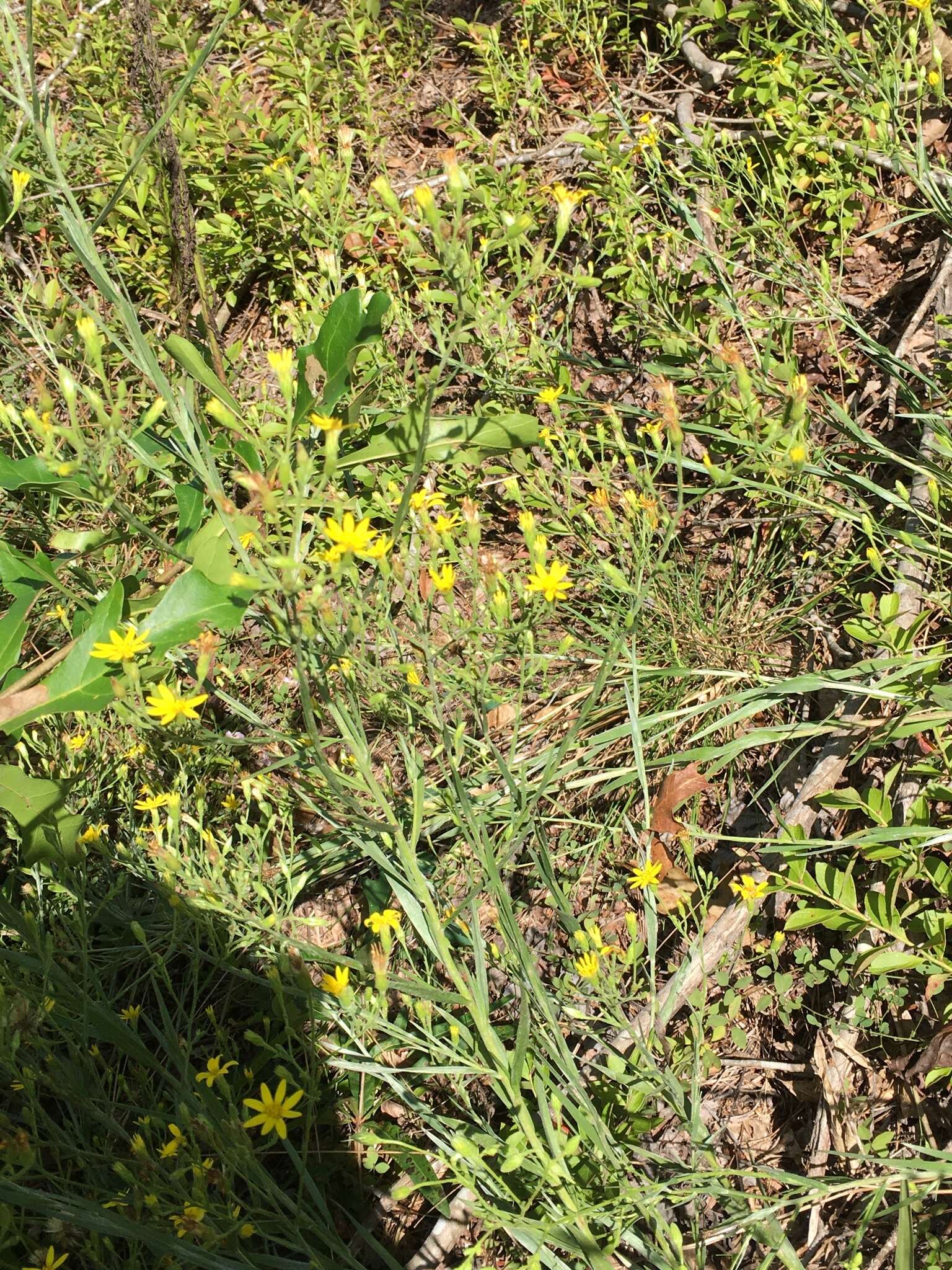 Pityopsis aspera var. adenolepis (Fern.) J. C. Semple & F. D. Bowers resmi