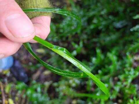 Image of Poa anceps G. Forst.