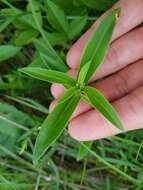 Imagem de Gentiana saponaria L.