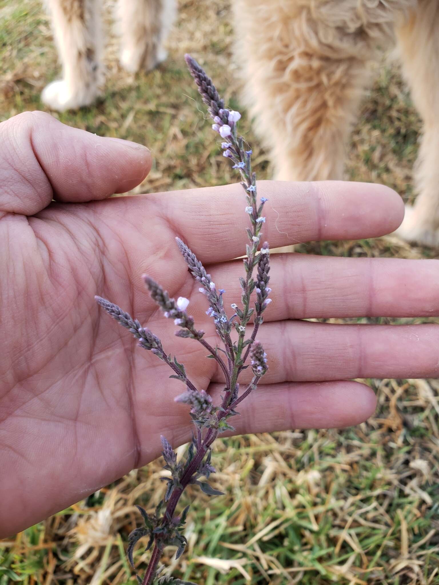 Imagem de Verbena carolina L.