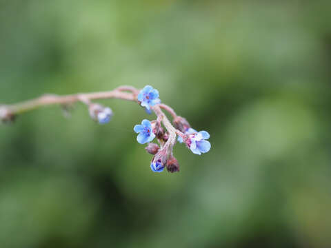 Image of Cynoglossum asperrimum Nakai