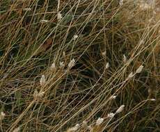 Image of Oreochloa disticha (Wulfen) Link