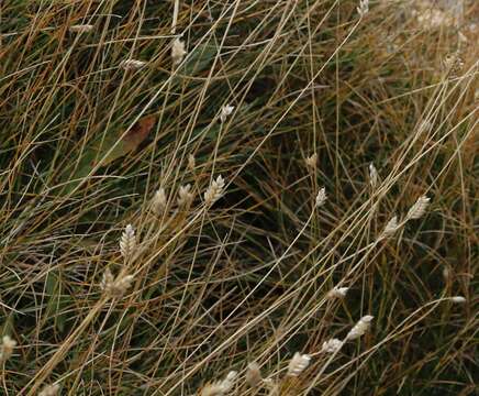 Image of Oreochloa disticha (Wulfen) Link