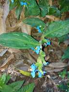 Image of Commelina obliqua Vahl