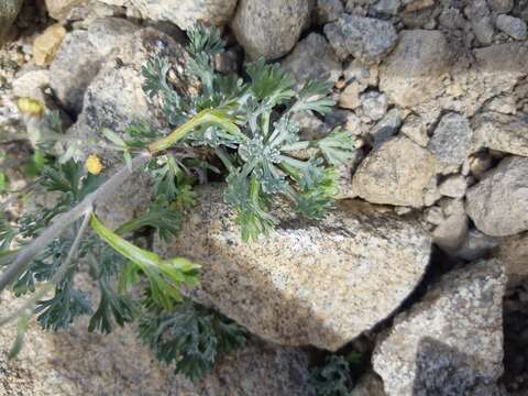 Artemisia kruhsiana subsp. alaskana (Rydb.) D. F. Murray & Elven的圖片