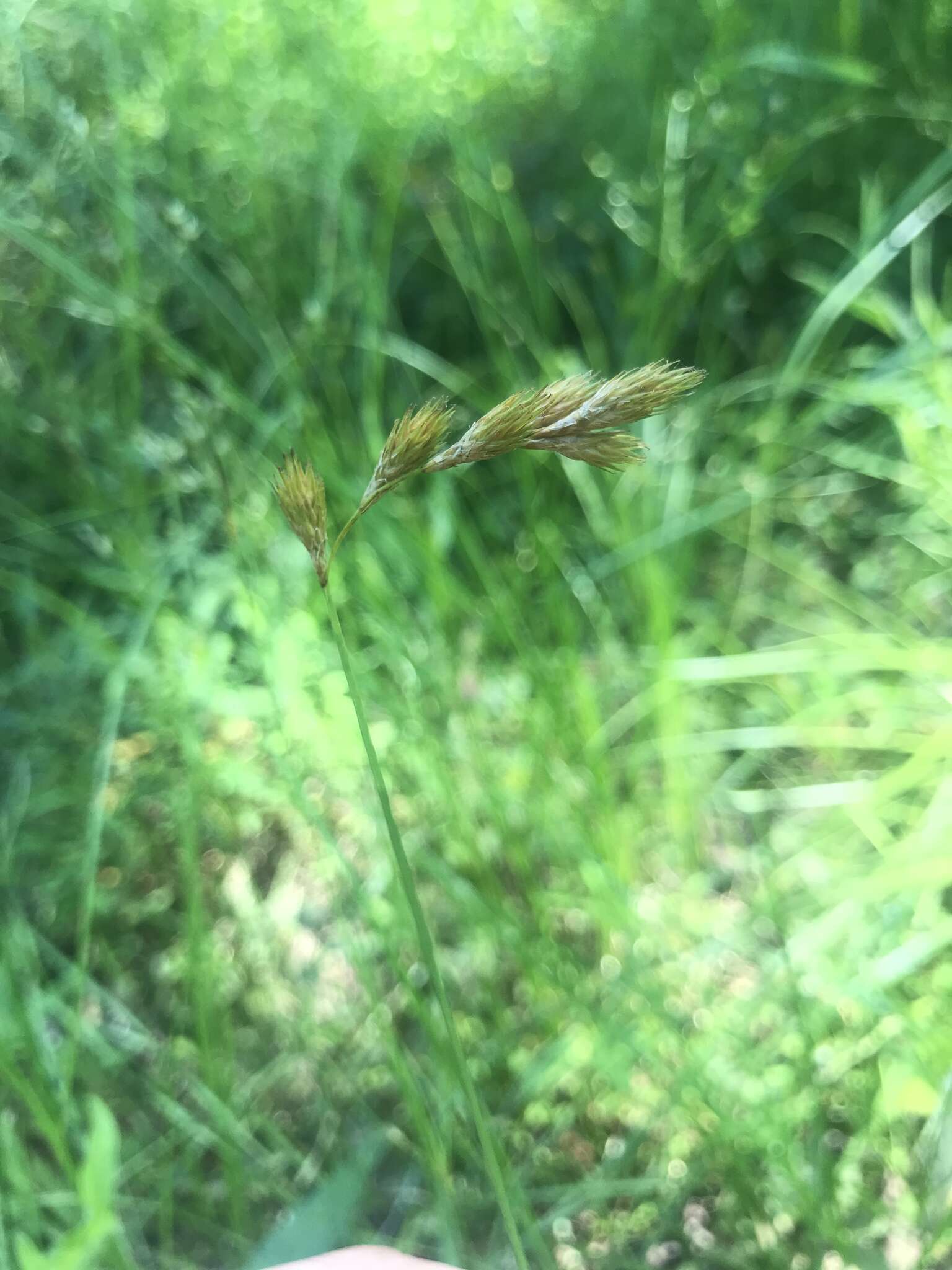 Image of broom sedge