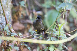 Atlapetes tibialis (Lawrence 1864) resmi