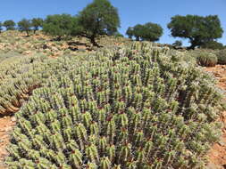 Euphorbia officinarum L. resmi