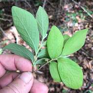 Image of Hairy-Twig Huckleberry